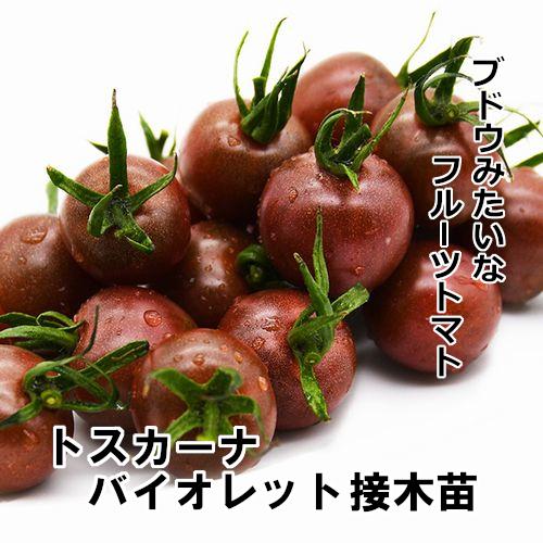 ミニトマト苗 トスカーナバイオレット 接木苗の画像