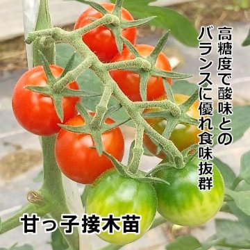 ミニトマト苗 甘っこ 接木苗の画像