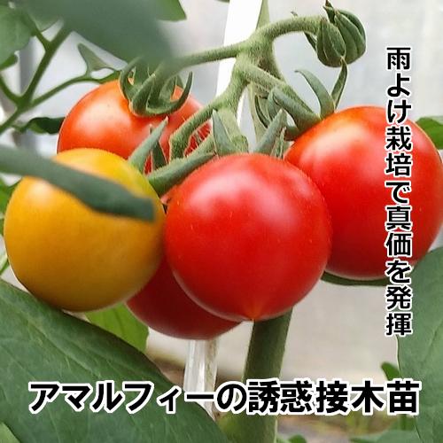 中玉トマト苗 アマルフィーの誘惑 接木苗の画像