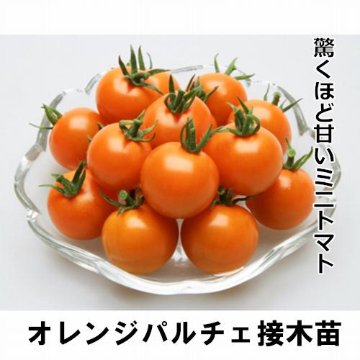 ミニトマト苗 オレンジパルチェ 接木苗の画像