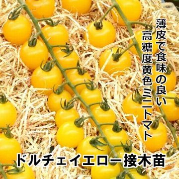 ミニトマト苗 ドルチェイエロー 接木苗の画像