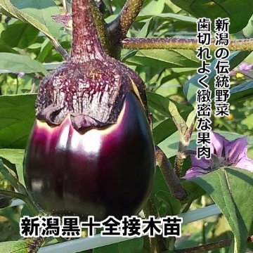 ナス苗 新潟黒十全 接木苗 緑ポットの画像