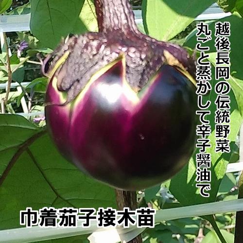 ナス苗 巾着茄子 接木苗 茶ポットの画像