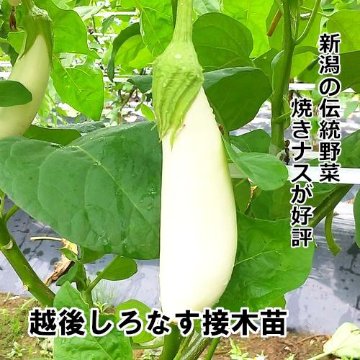 ナス苗 越後しろなす 接木苗 銀ポットの画像