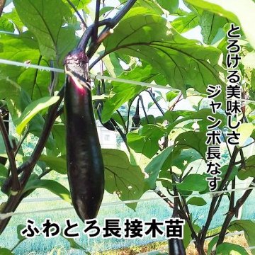 ナス苗 ふわとろ長 接木苗 橙ポットの画像