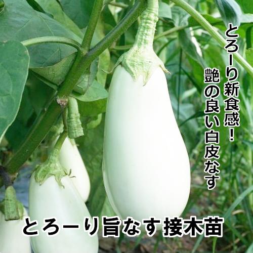 ナス苗 とろーり旨なす 接木苗の画像