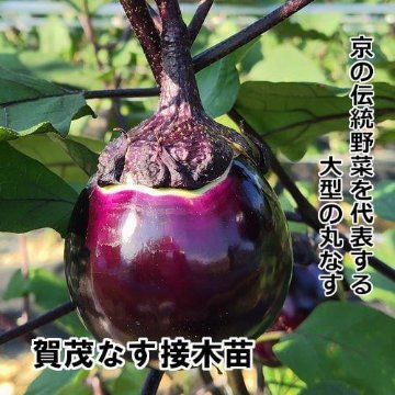 ナス苗 賀茂なす 接木苗の画像