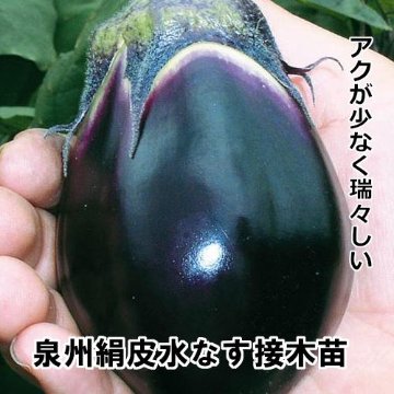 ナス苗 泉州絹皮水なす 接木苗の画像