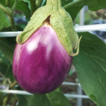 ナス苗 トンダビアンカ 接木苗の画像