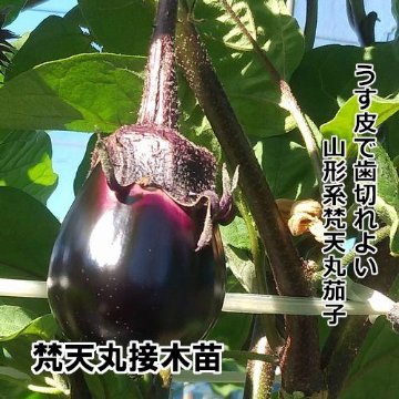 ナス苗 梵天丸 接木苗 黄ポットの画像