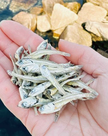 食べるかえりいりこ「ちびっ子いりこ」|池田漁業組合の画像