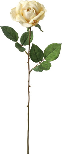 フランクスタンダードローズの画像