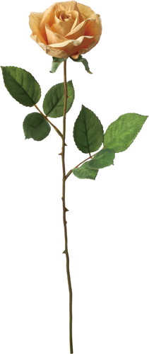 フランクスタンダードローズの画像