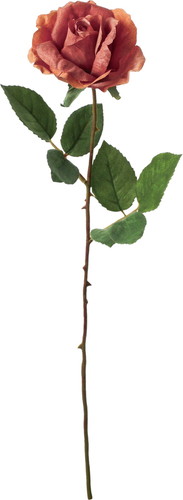 フランクスタンダードローズの画像