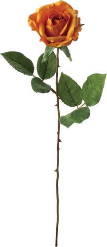 フランクスタンダードローズの画像