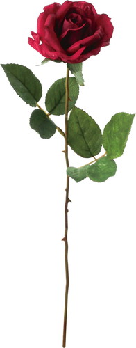 フランクスタンダードローズの画像