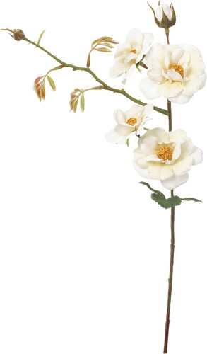 フランクワイルドローズスプレーの画像