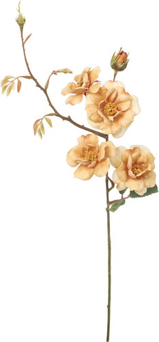 フランクワイルドローズスプレーの画像