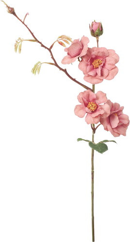 フランクワイルドローズスプレーの画像