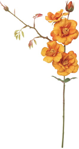 フランクワイルドローズスプレーの画像