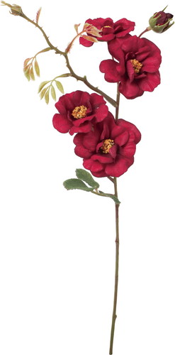 フランクワイルドローズスプレーの画像