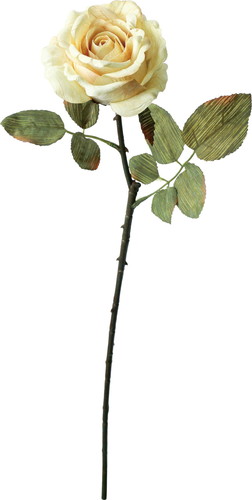 セピアローズの画像