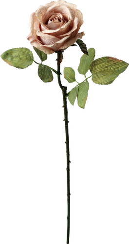 セピアローズの画像