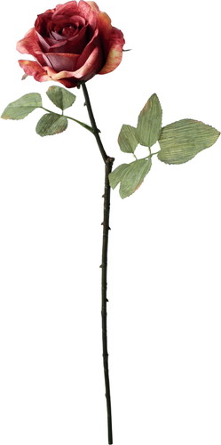 セピアローズの画像