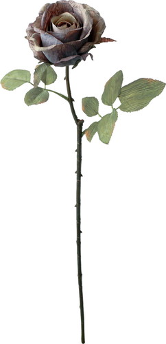 セピアローズの画像