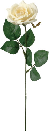 ノーブルローズの画像