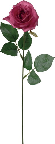 ノーブルローズの画像