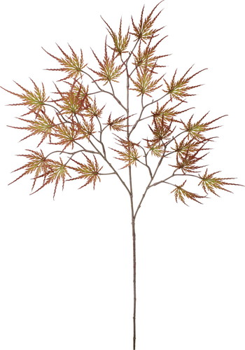 手向山モミジの画像