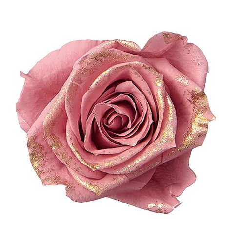 ローズ・いずみ・リュクス ラシットピンク【ラシットピンク】の画像