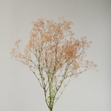 スーパーソフトミニカスミ草・フレア オレンジ/グリーン【オレンジ/グリーン】の画像