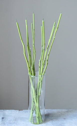 ナチュラルステム・ローズ グリーン【グリーン】の画像