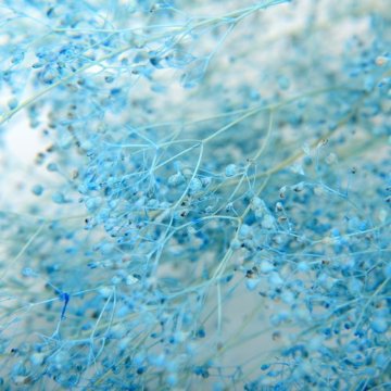 ベイビーカスミソウ ライトブルーの画像