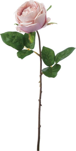 オールドローズ【ラベンダーモーウﾞ】の画像