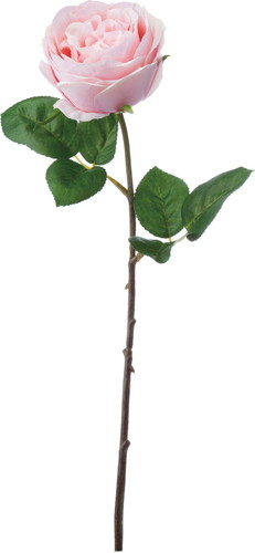 オールドローズ【ライトピンク】の画像