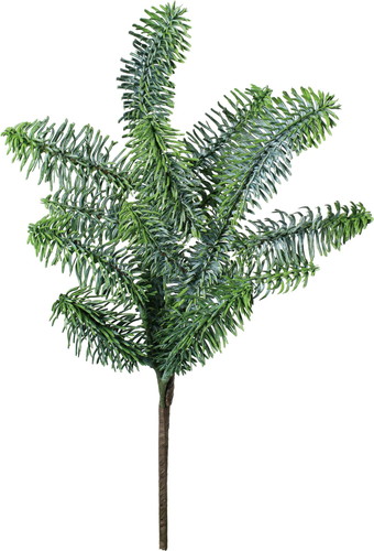 ドイツトウヒスプレーの画像