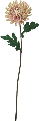 ヤマトギク【クリームラベンダー】の画像