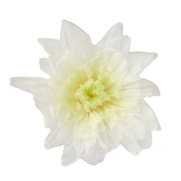 ことね菊 ホワイトグリーン【ホワイトグリーン】の画像