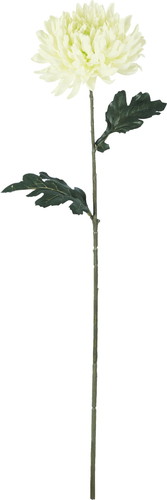 ヤマトギク【クリーム】の画像