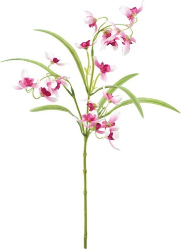 ナチュラルオーキッドスプレーの画像