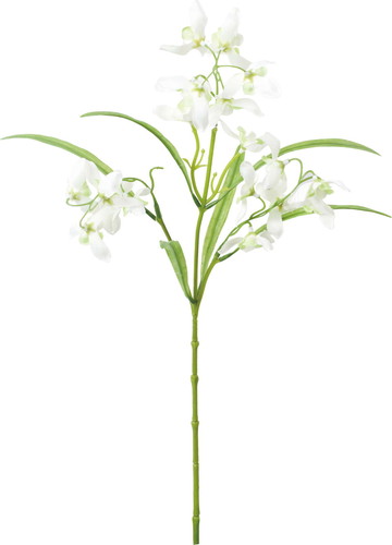 ナチュラルオーキッドスプレーの画像