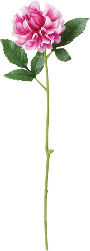 ブライトシングルダリアの画像