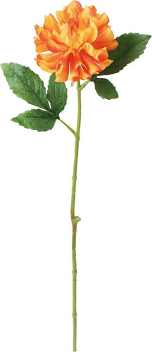 ブライトシングルダリアの画像