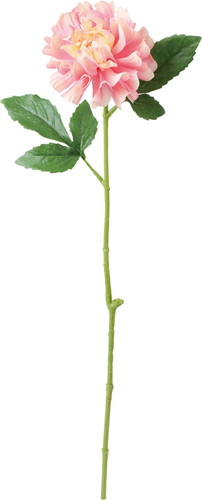 ブライトシングルダリアの画像