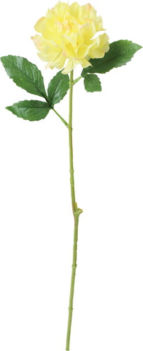 ブライトシングルダリアの画像