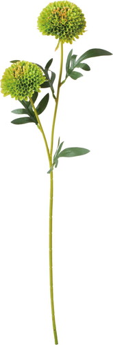 ポンポンマムスプレーの画像