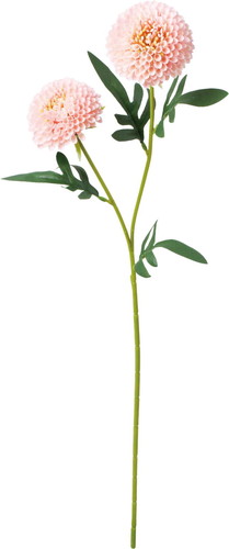 ポンポンマムスプレーの画像